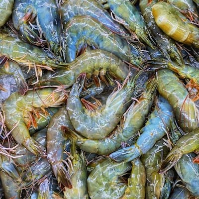 Seafood